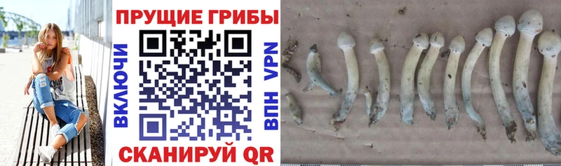 Галлюциногенные грибы GOLDEN TEACHER  Кириллов 